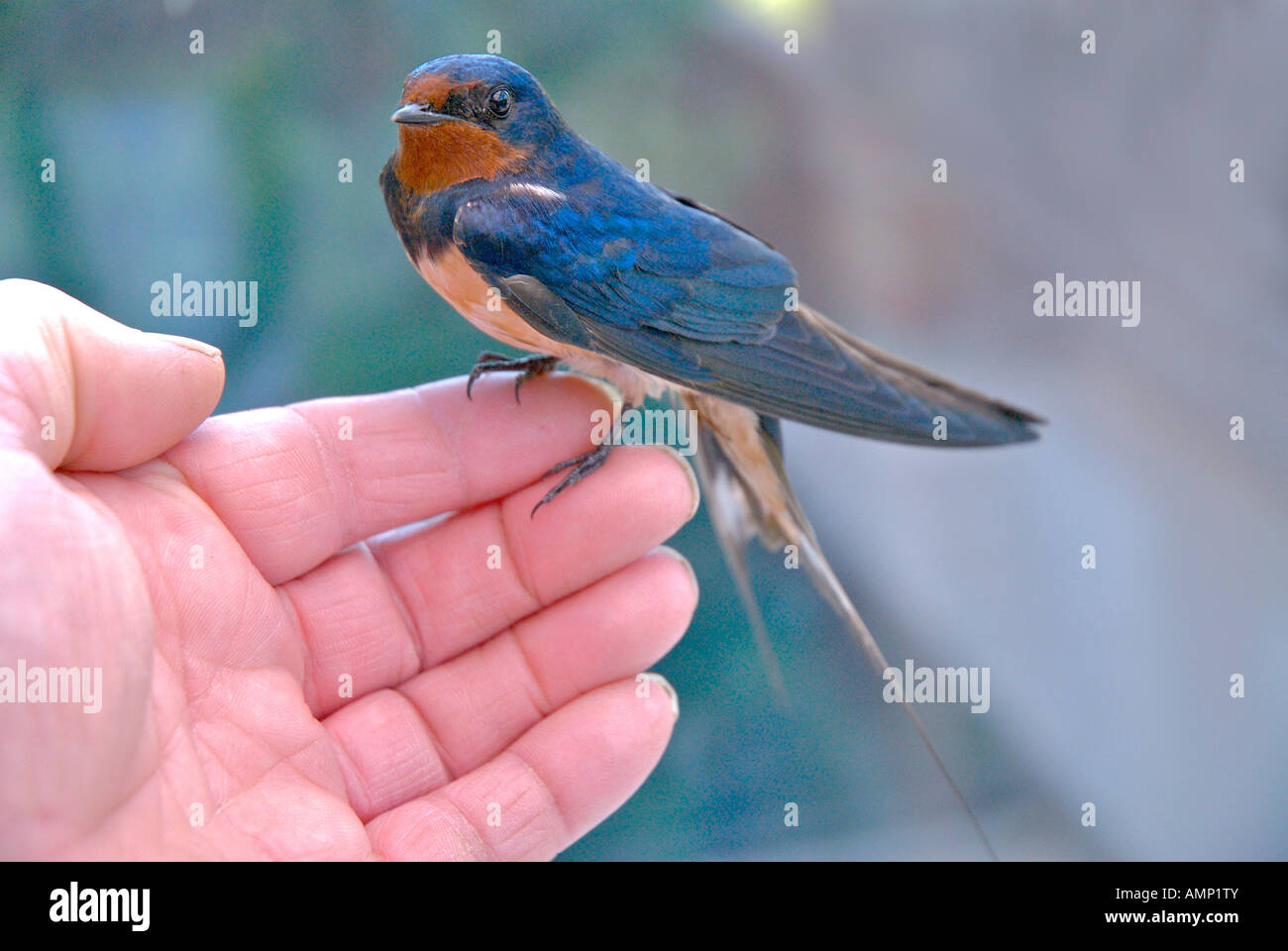 The symbol of spring hi-res stock photography and images - Alamy