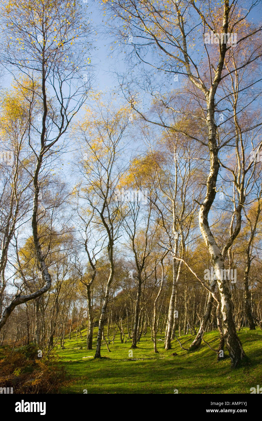 Birch Trees At Bole Hill Wood near Grindleford in the Peak District