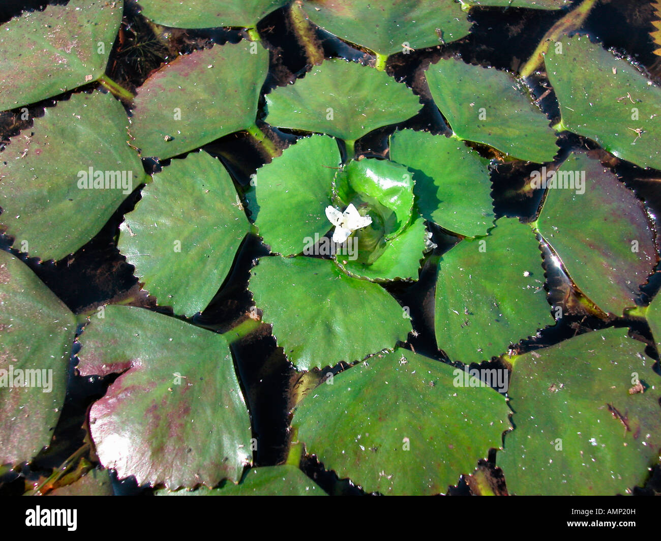 Macre nageante Water Chestnut Trapa natans leaves Action Actions Africa species African species Asia species Asian species Biolo Stock Photo