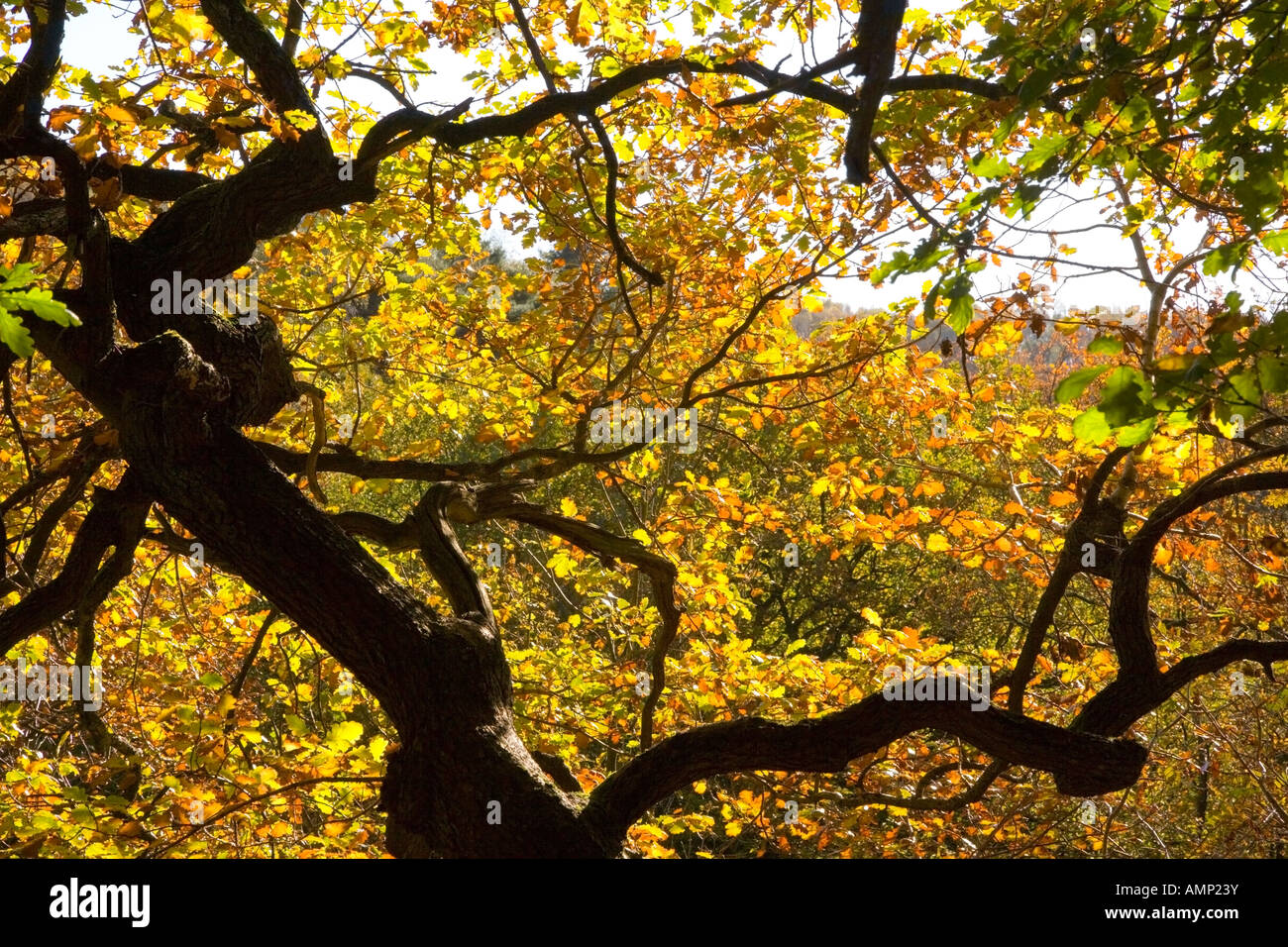 Oak Tree at Bole Hill Wood near Grindleford in the Peak District Stock