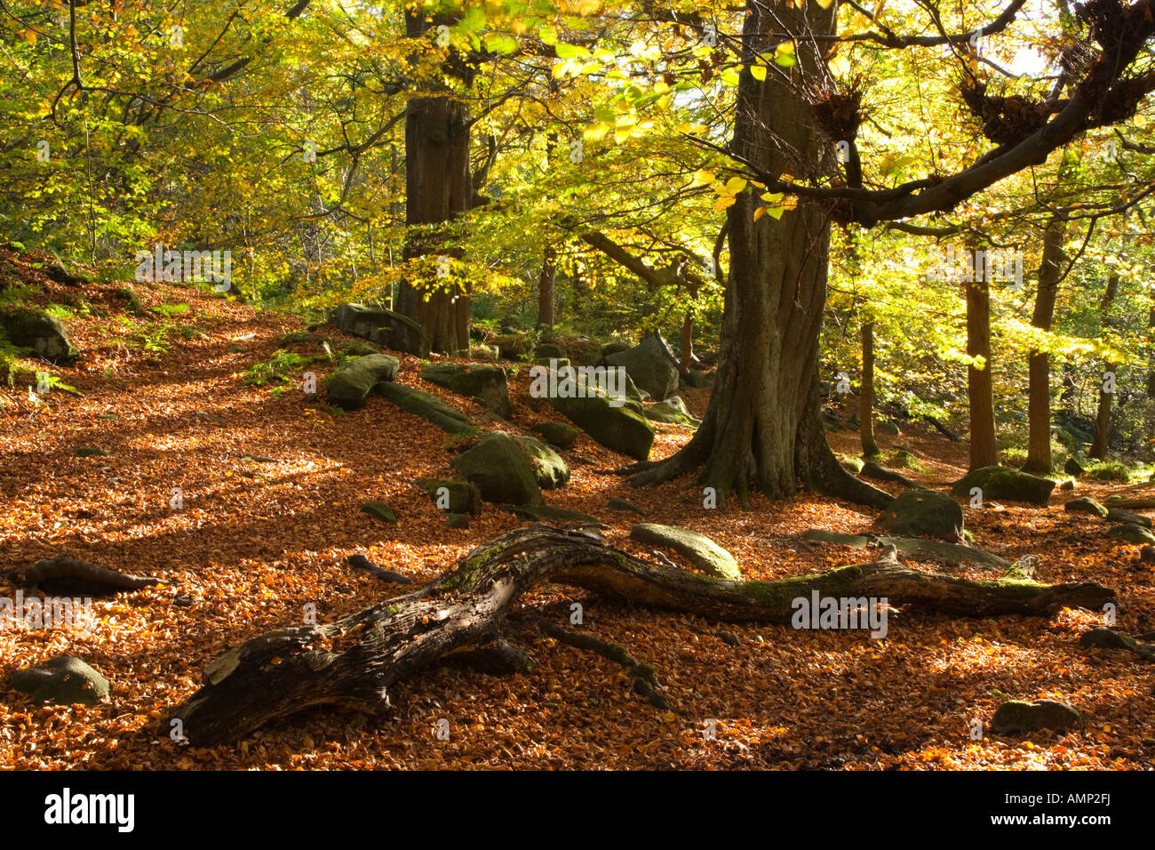 Autumn in Yarncliff Wood near Grindleford in the Peak District Stock Photo