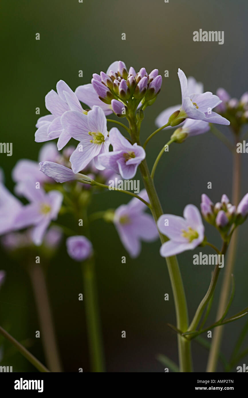 Cuckoo flower Stock Photo