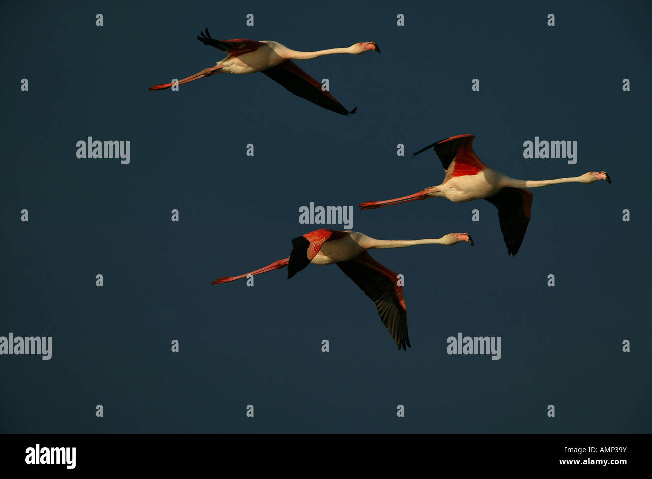 Greater Flamingos In flight France Stock Photo