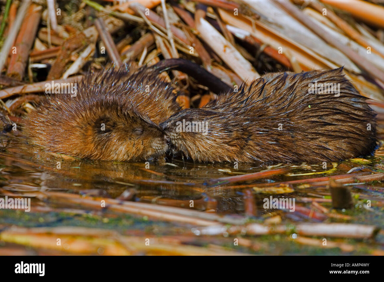 Muskrats By Feeding Platform New York Stock Photo Alamy