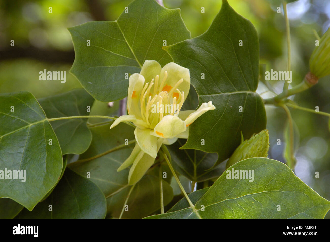 Tulip tree, liriodendron tulipifera Stock Photo
