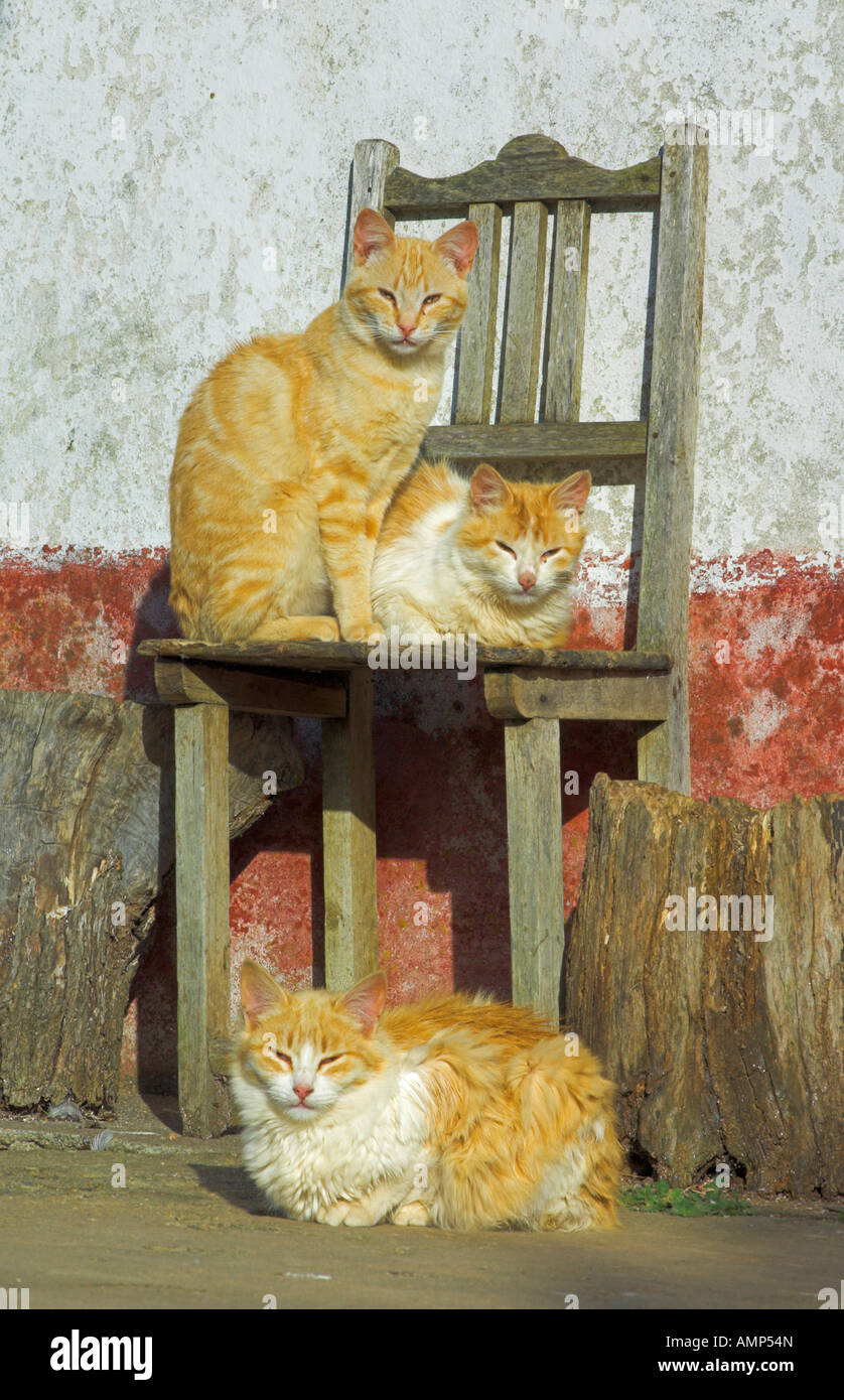 Three farm cats on a chair outside a farmhouse near Cercal Portugal Stock Photo