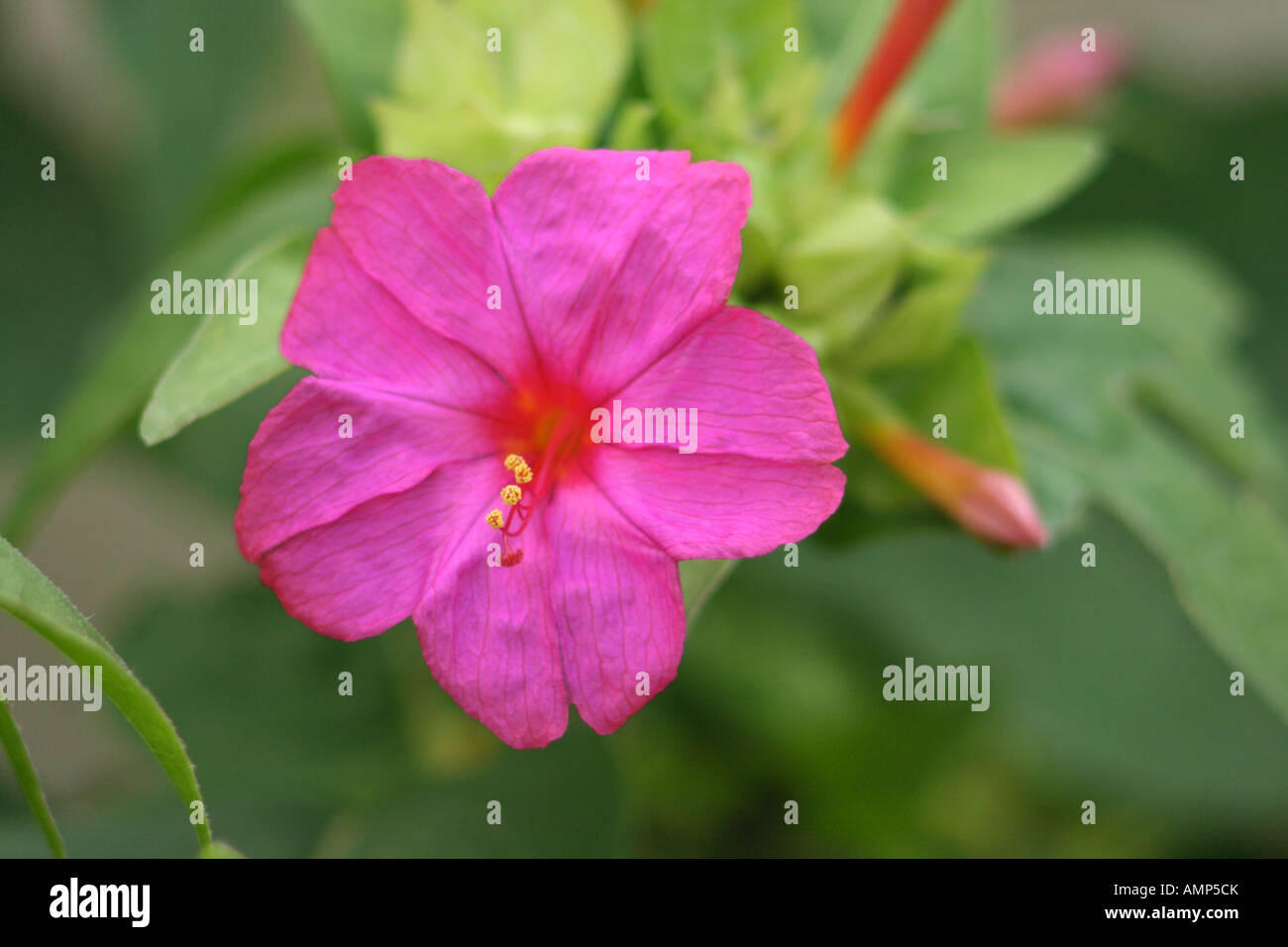 Four o´clock flower or Marvel of Peru, Mirabilis jalapa. Closeup of