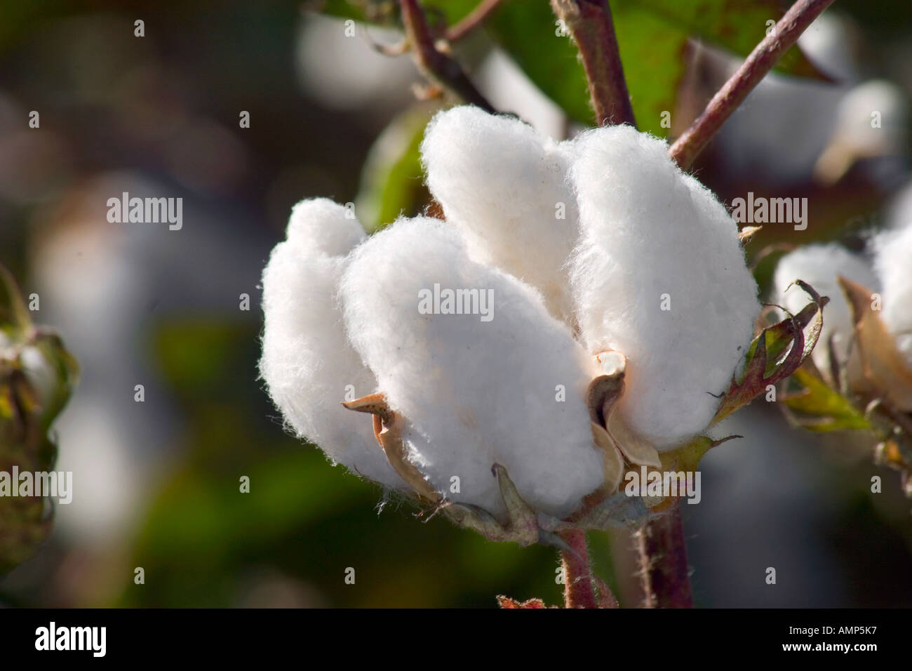 Close up of a cotton bloom Stock Photo - Alamy