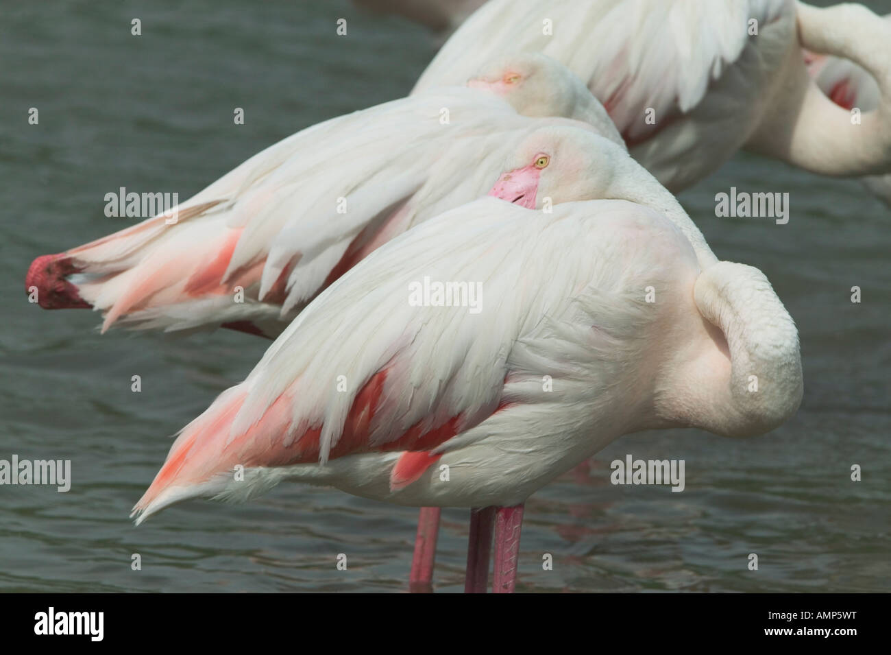 Greater Flamingo (Phoenicopterus ruber) - France Stock Photo