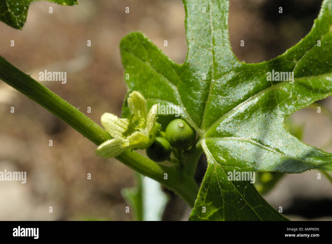 White Bryony, bryonia dioica Stock Photo