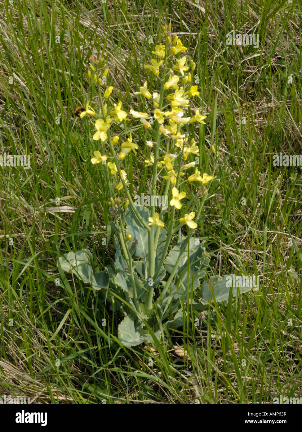 Wild Cabbage Brassica Oleracea Stock Photo Alamy