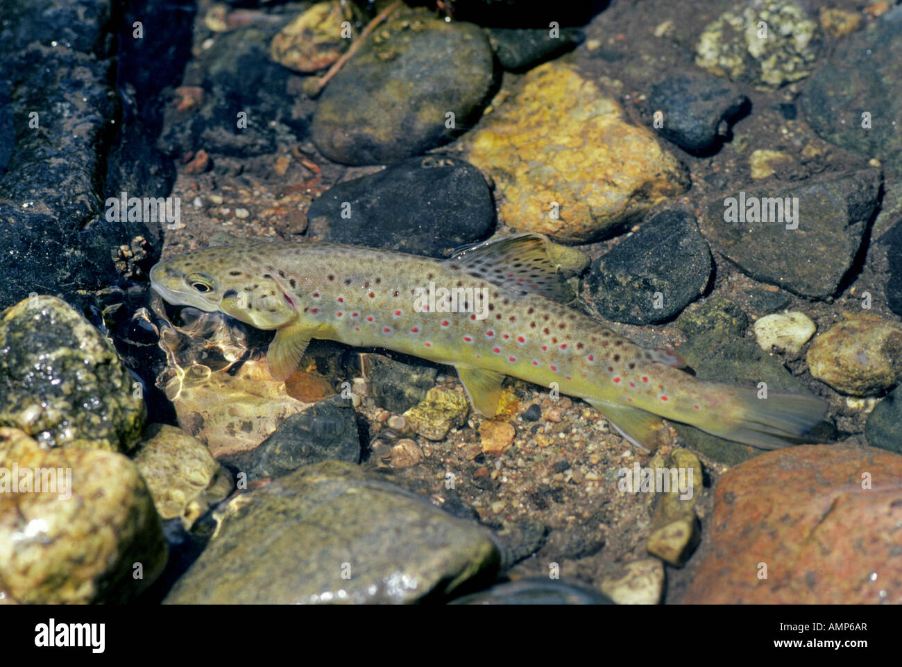 A large German brown trout waiting for floating insects in a trout stream in the Rockies near Salinas Colorado Stock Photo