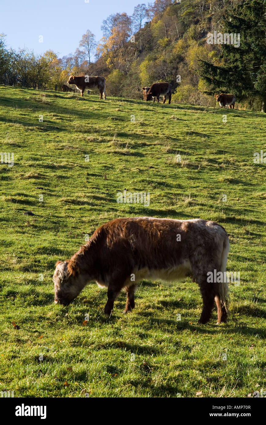 dh COWS UK Beef cow cattle in field Highland farmland Stock Photo Alamy