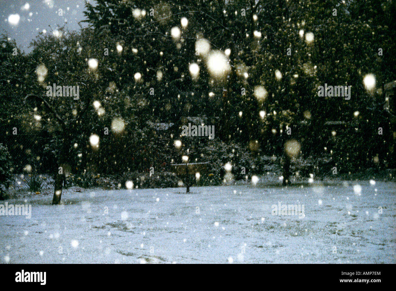 Falling Snow in Garden Surrey England Stock Photo Alamy