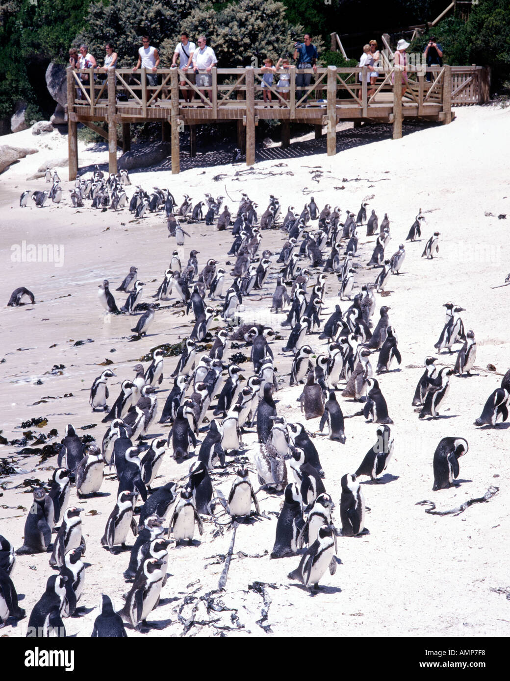 Jackass penguins (Sphenicus demersis), also known as African penguins, on Boulders Beach in Cape Town South Africa. Stock Photo