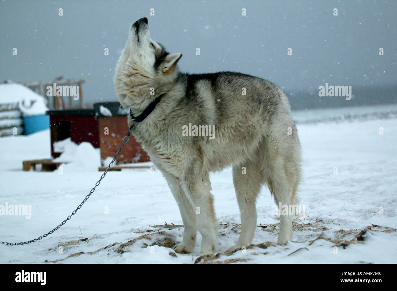 Greenland dog stretching out after sleep at Mushamna at the northwestern part of Spitsbergen, Svalbard, Norway. Stock Photo