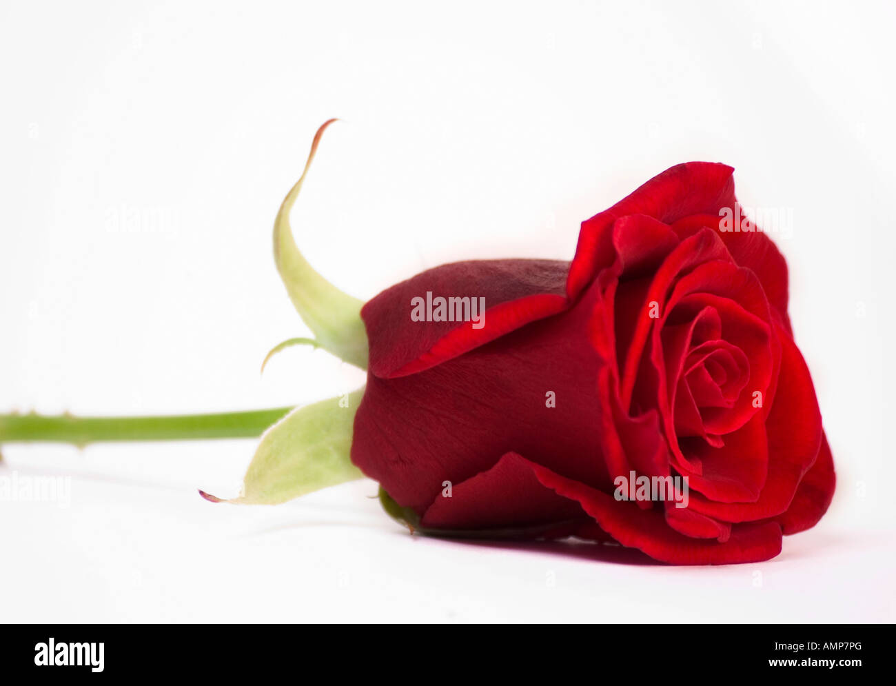 Closeup of single red rose on a white background Stock Photo - Alamy