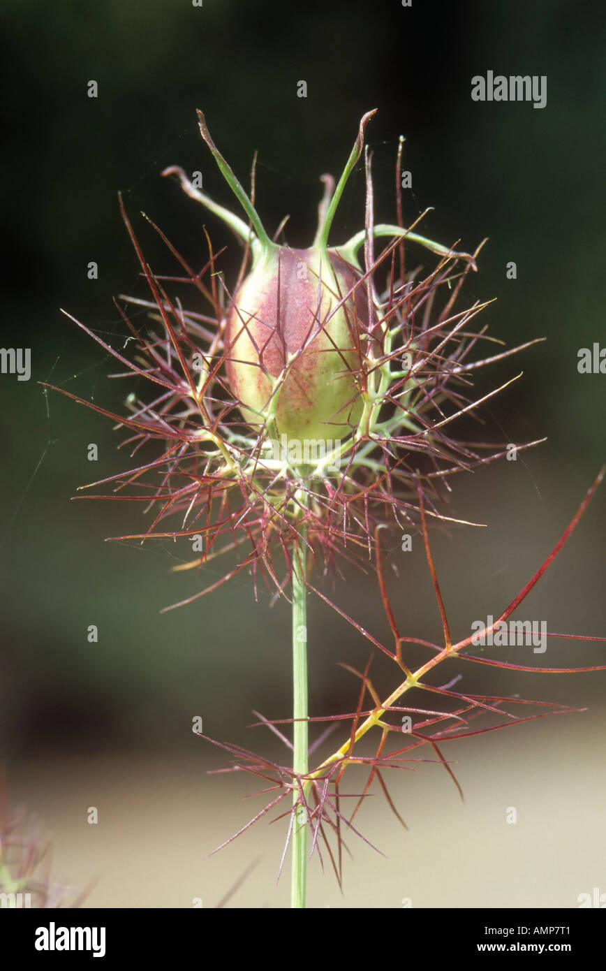Seed pod of love in a mist flower hires stock photography and images