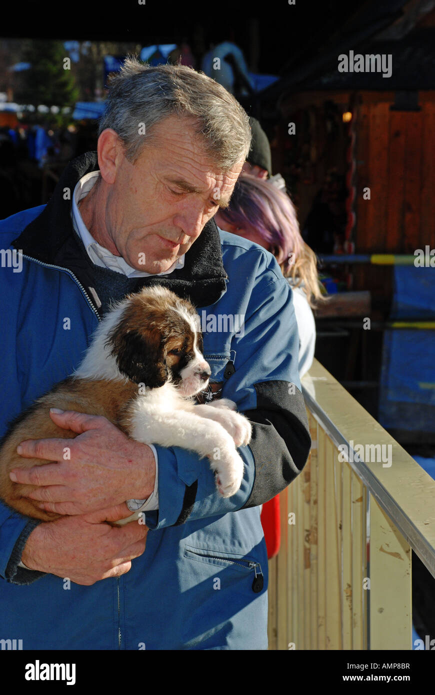 St Bernard puppy for sale, Zakopane, Poland Stock Photo