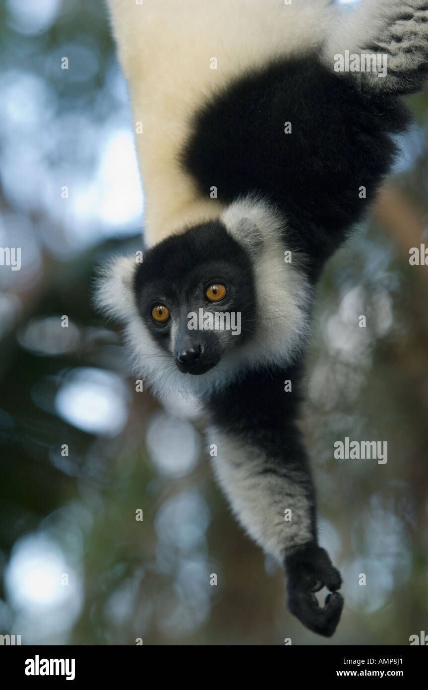 Black and White Ruffed Lemur (Varecia variegata), Andasibe-Mantadia National Park, Madagascar, Captive Stock Photo