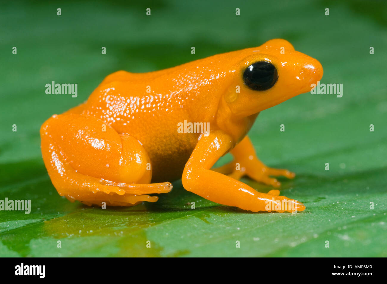 Golden Mantella Frog (Mantella aurantiaca) Endangered, Andasibe-Mantadia National Park, Madagascar Stock Photo