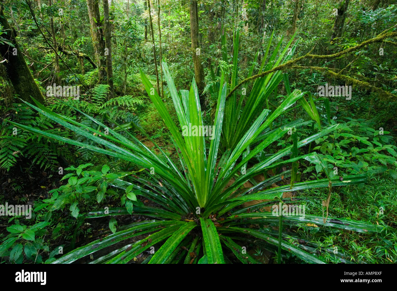 Pandanus grows on forest floor, AndasibeMantadia National Park