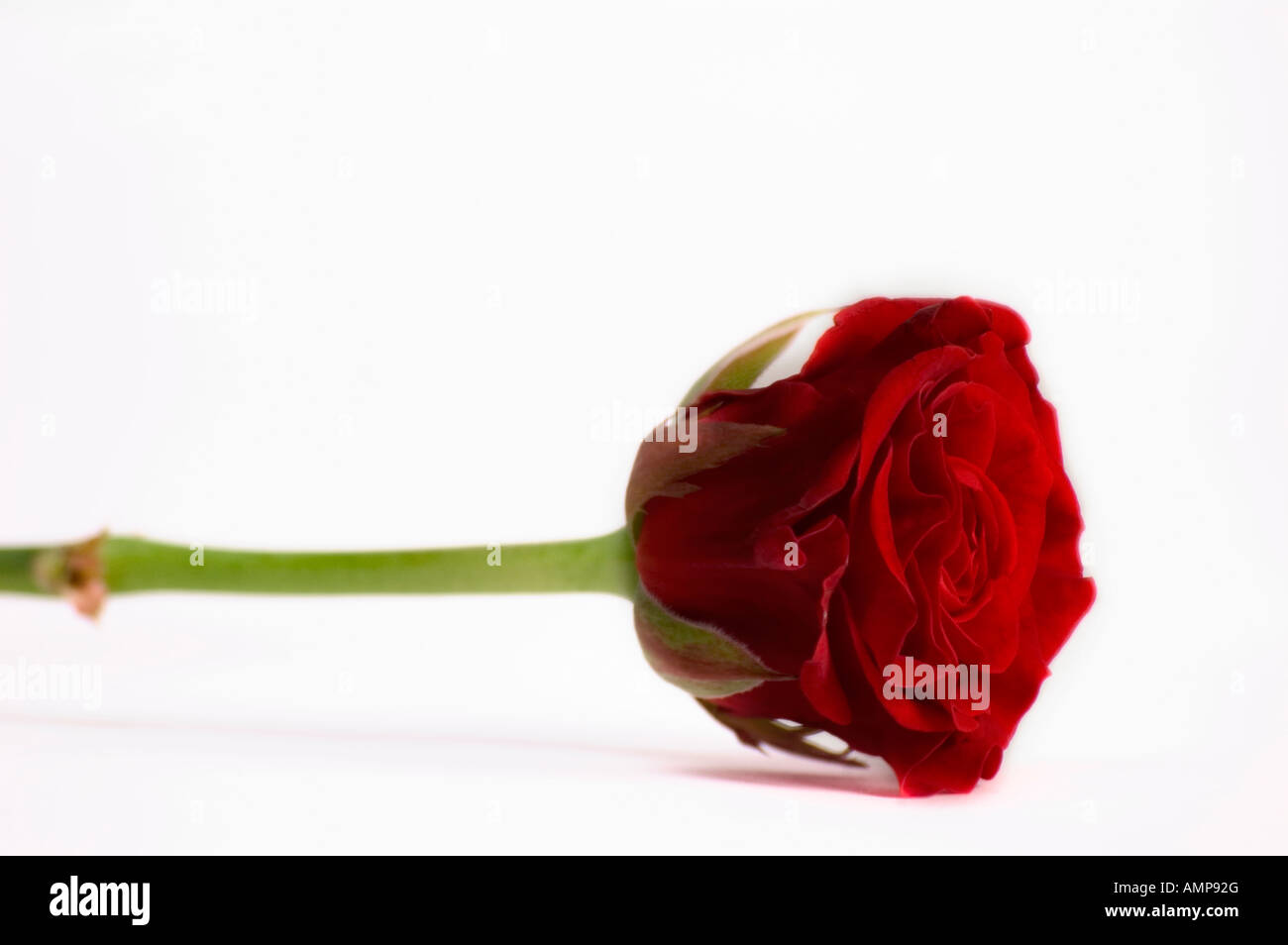 Closeup of single red rose on a white background Stock Photo - Alamy