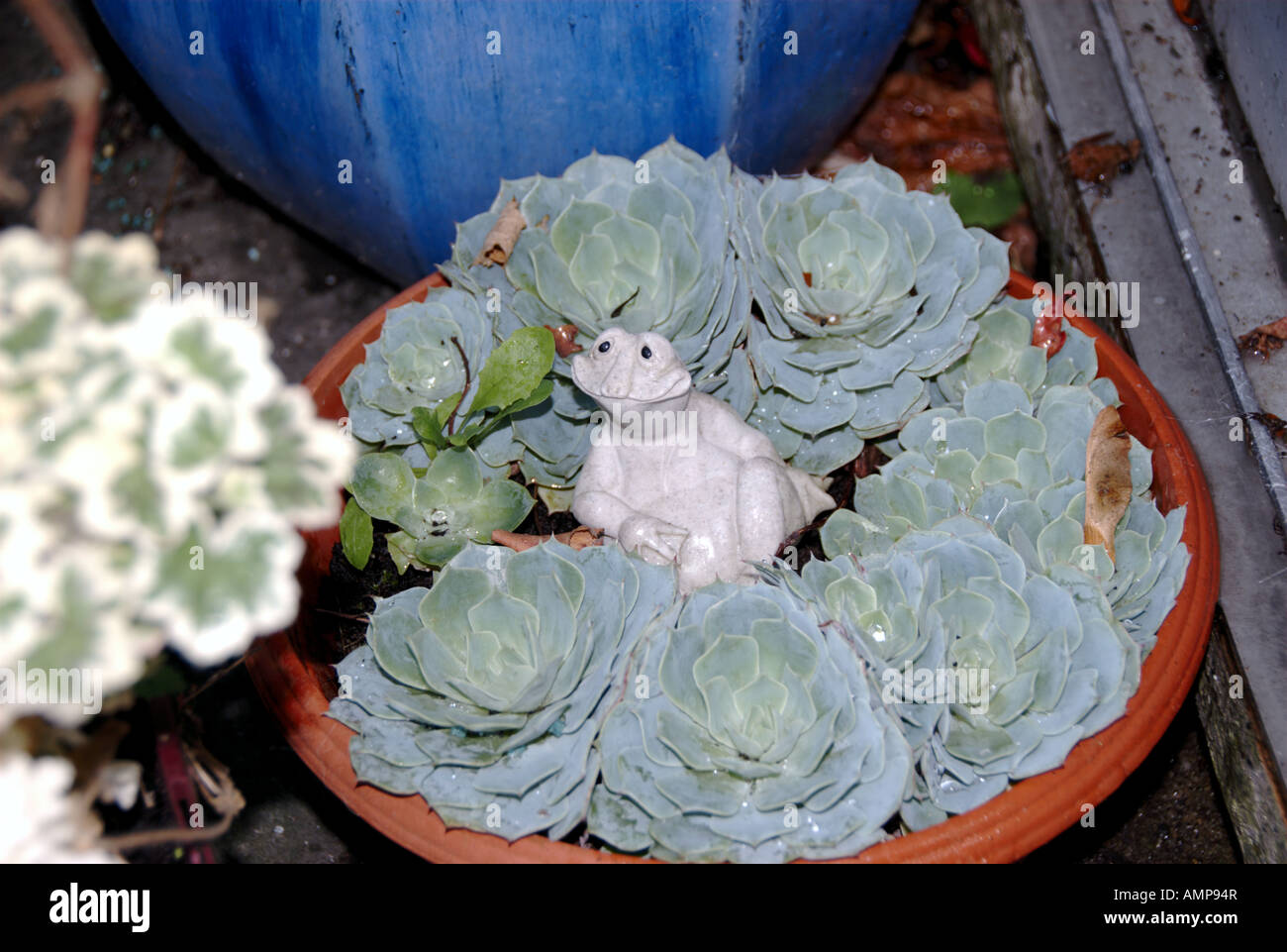 Frog Garden Ornament sitting in Echevaria Stock Photo