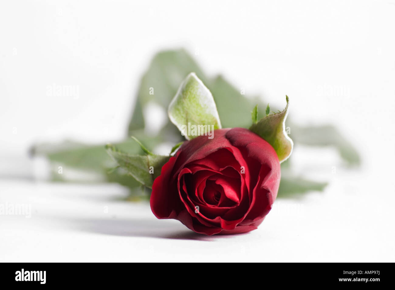 Closeup of single red rose on a white background Stock Photo - Alamy
