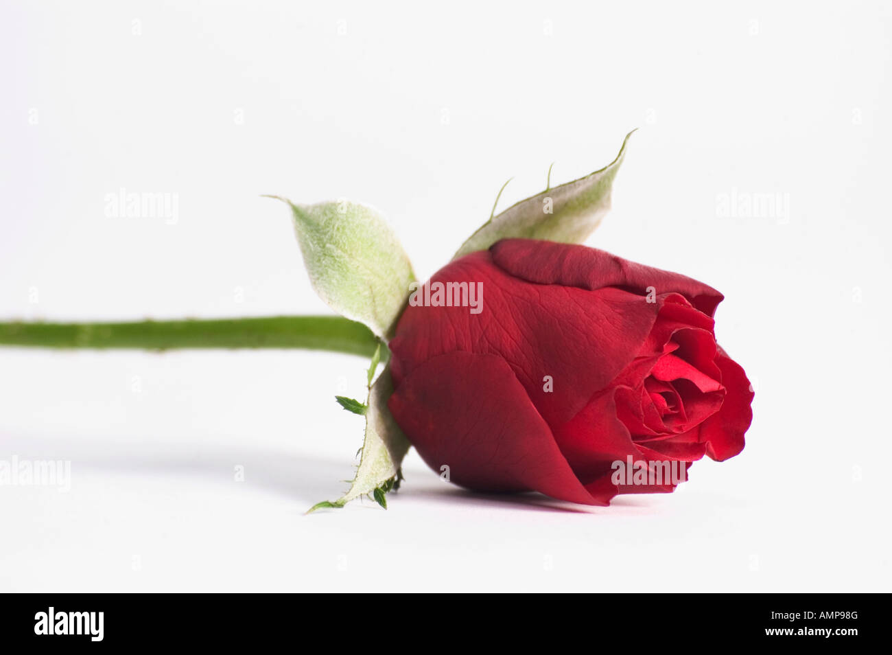Closeup of single red rose on a white background Stock Photo - Alamy
