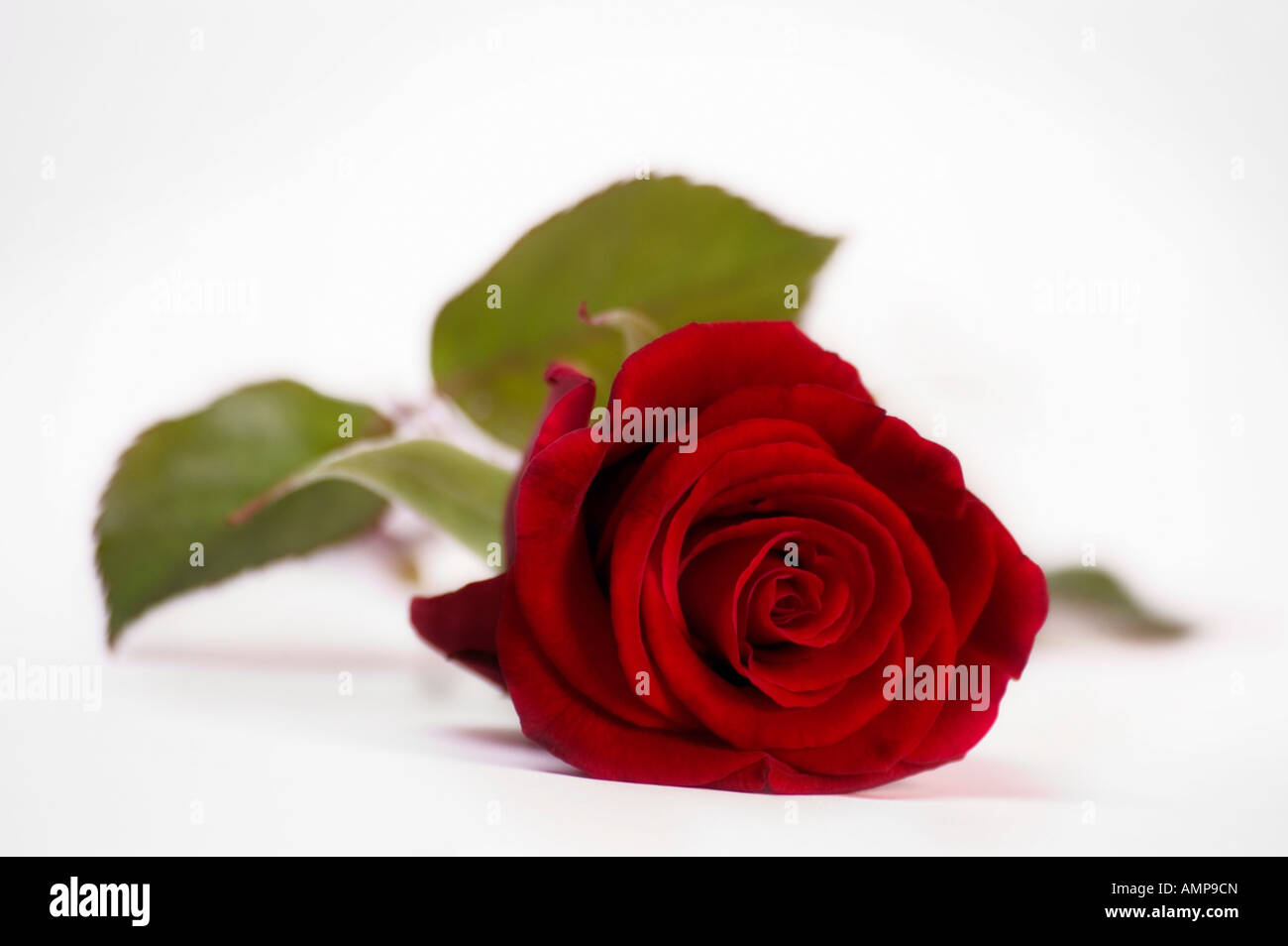 Closeup of single red rose on a white background Stock Photo - Alamy