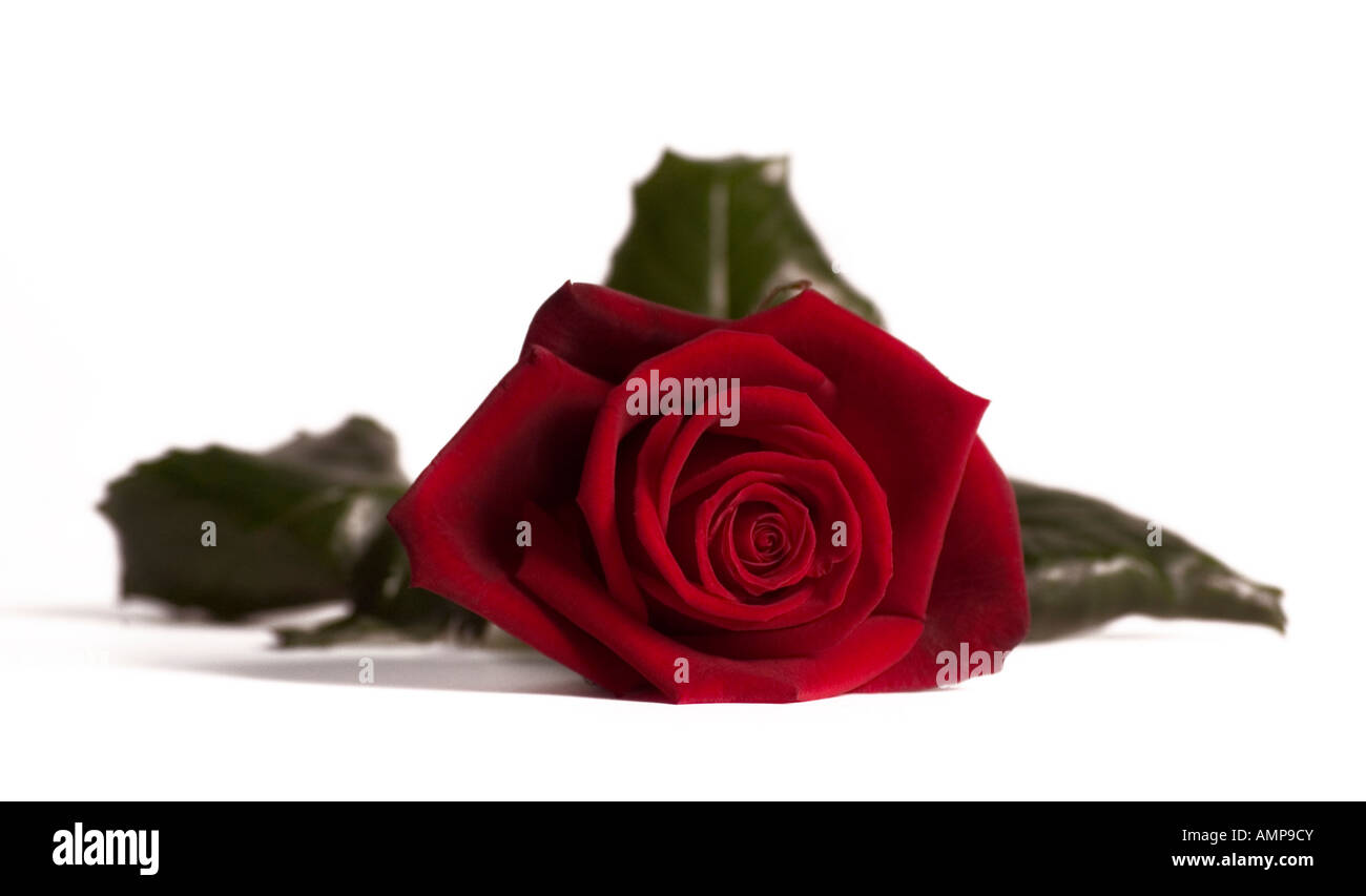 Closeup of single red rose on a white background Stock Photo - Alamy