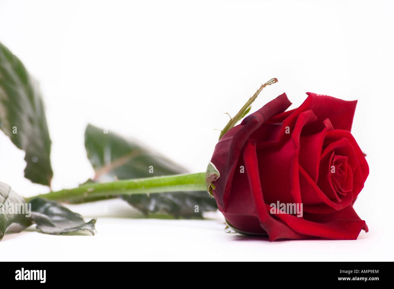 Closeup of single red rose on a white background Stock Photo - Alamy