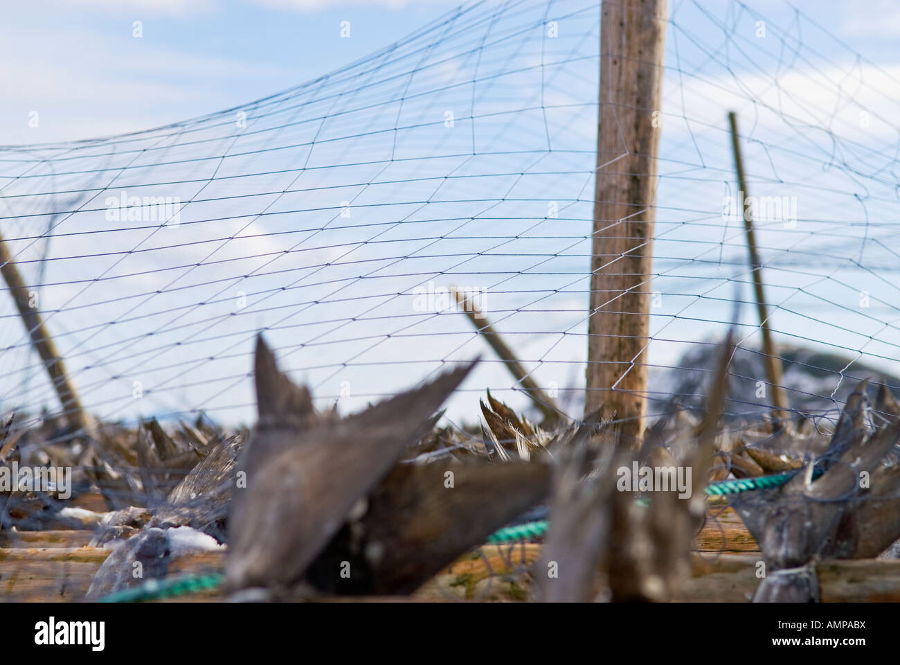Drying Cod On Flakes High Resolution Stock Photography and Images - Alamy