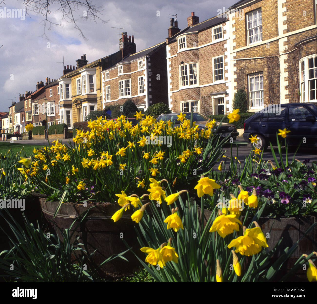 Daffodil Time West Green Stokesley North Yorkshire England Stock Photo