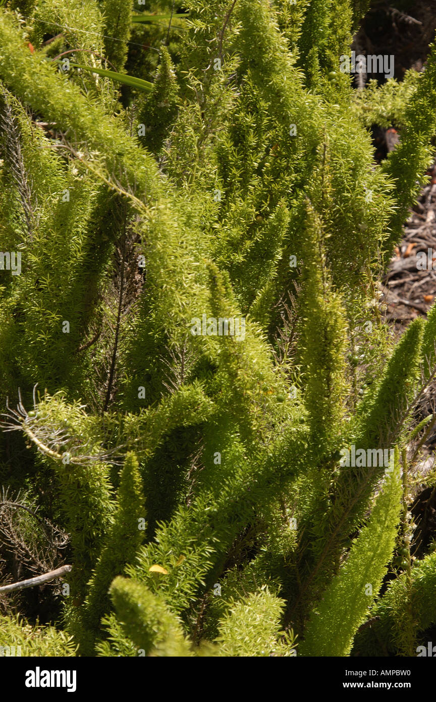 Green leaves fern hi-res stock photography and images - Alamy