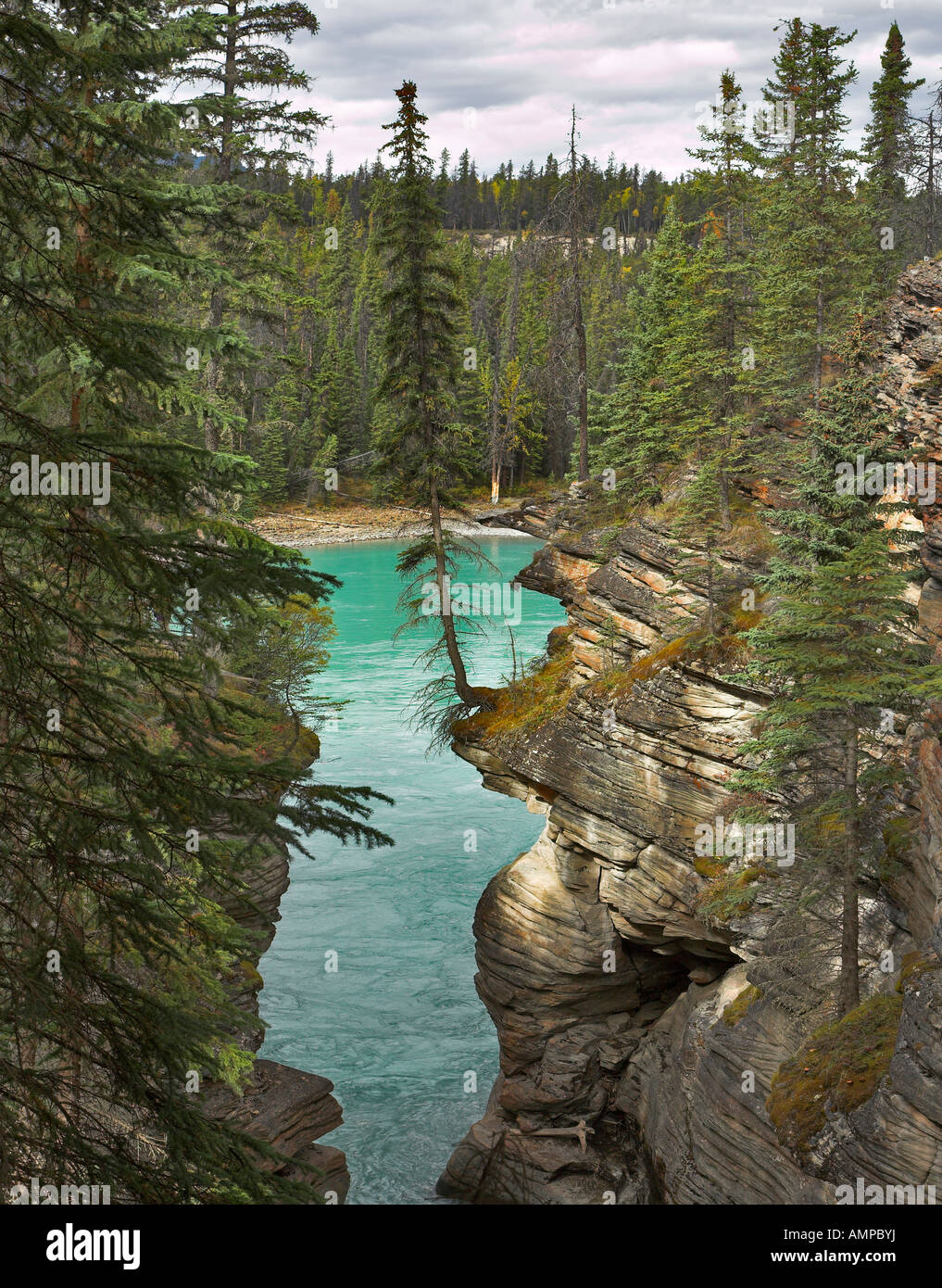 Falls Athabasca in a deep canyon in the north of Canada Stock Photo Alamy