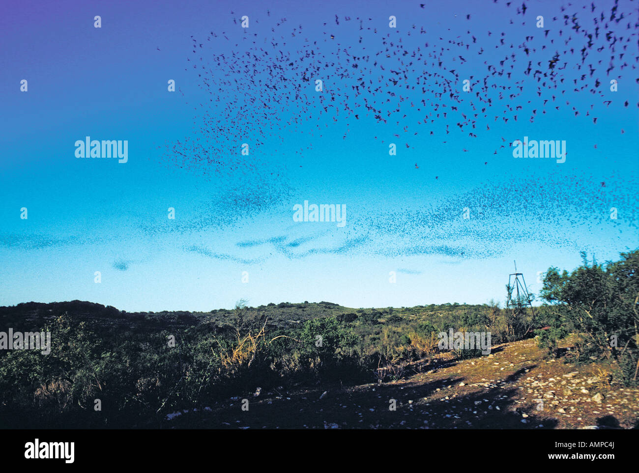 Mexican Free tailed Bat Tadarida brasiliensis Concan TEXAS United