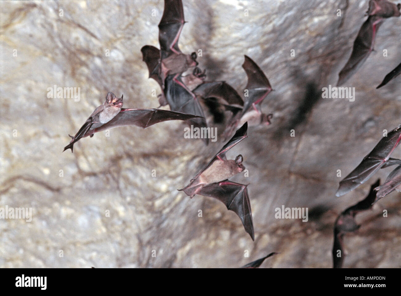 Mexican free tailed bat hires stock photography and images Alamy