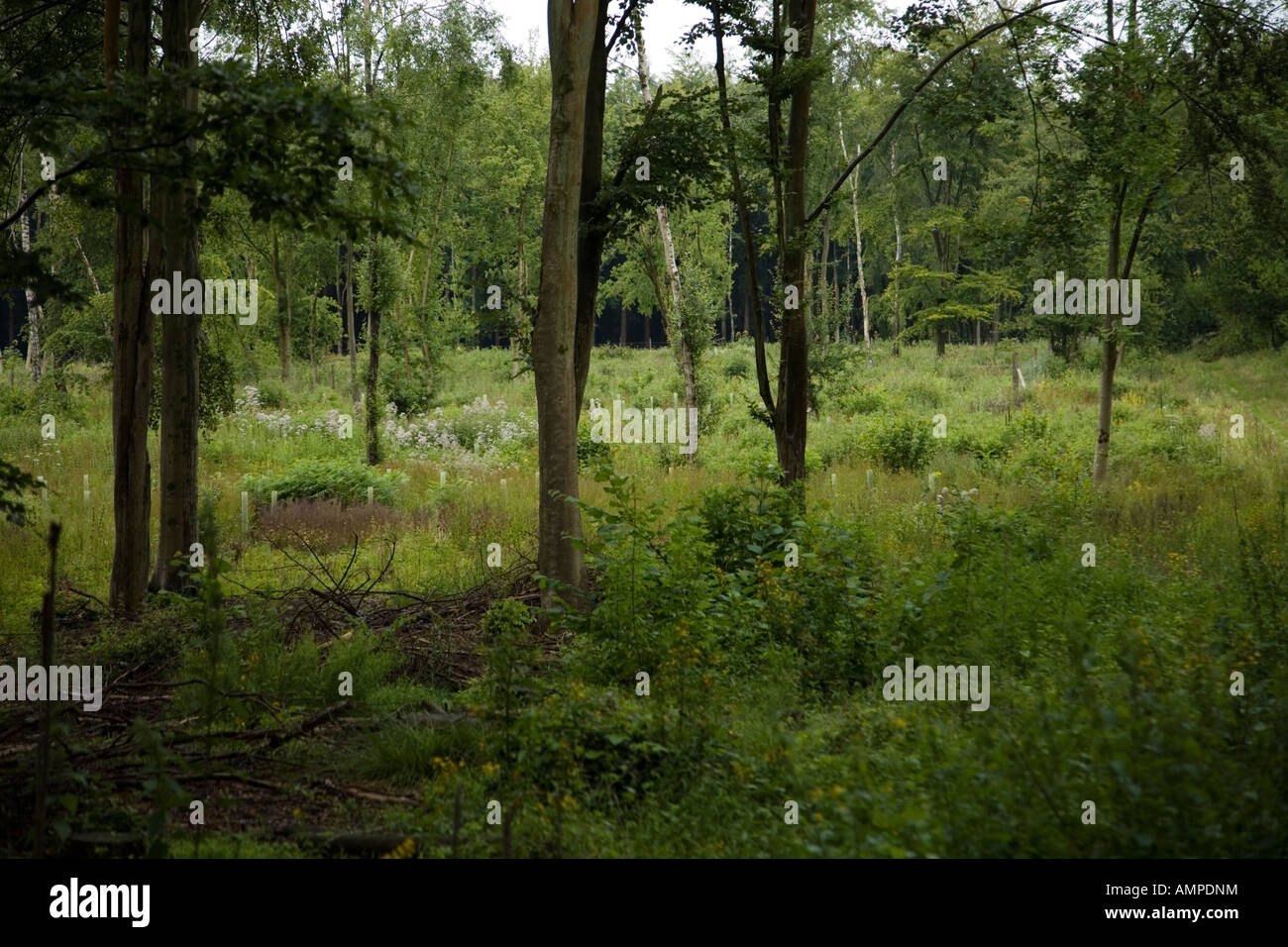 Woodland at Ham Green in Sparsholt parish, with woodland scrub and drovers' road. Stock Photo
