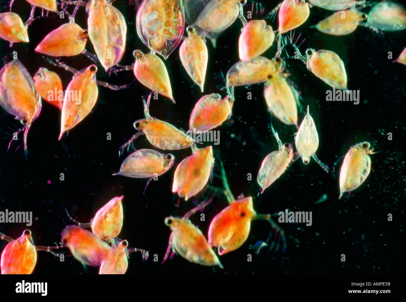 water-fleas-daphnia-stock-photo-alamy