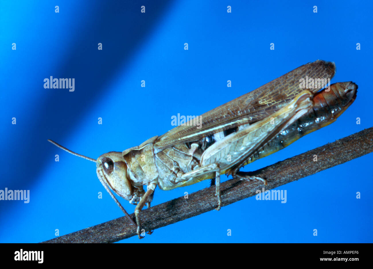 Short Horned Grasshopper Stock Photo