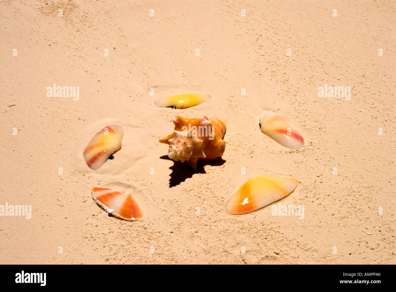 Shells, Gordon's Beach, Long Island, Bahamas Stock Photo Alamy