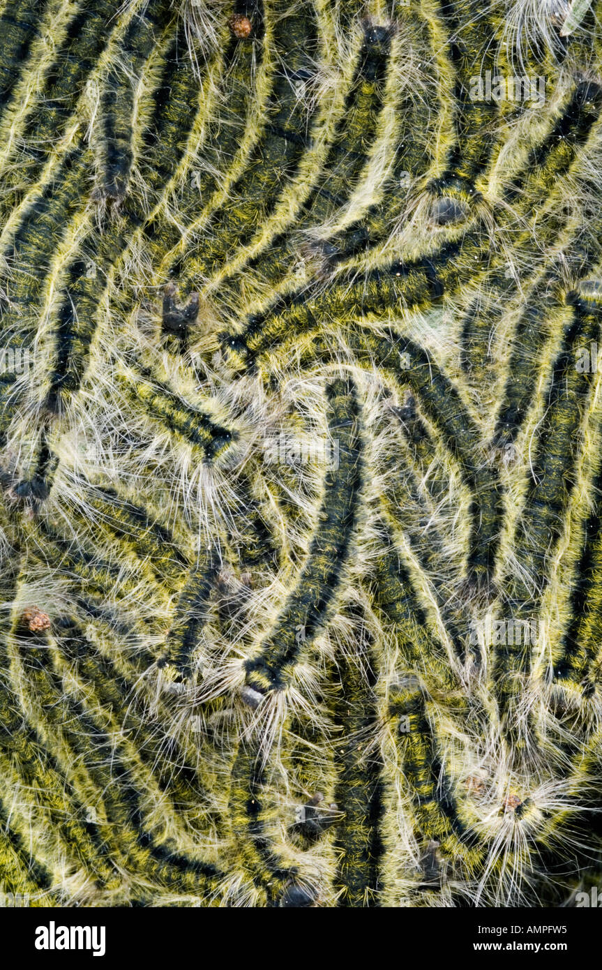Caterpillars gather on leaf, Andasibe-Mantadia National Park Madagascar Stock Photo
