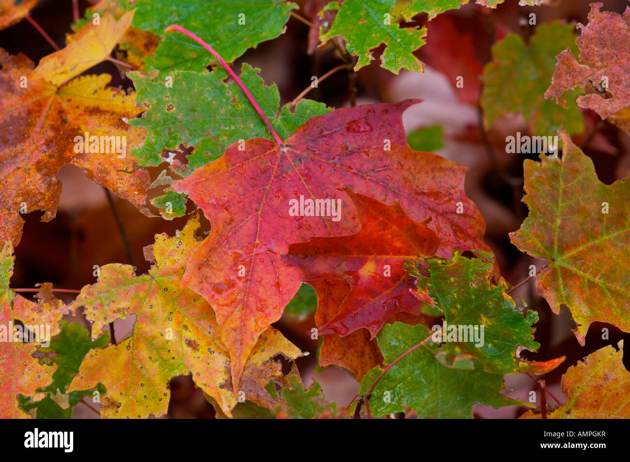 Fall colours along the road to Rock Lake in Algonquin Provincial Park, Ontario, Canada. Stock Photo