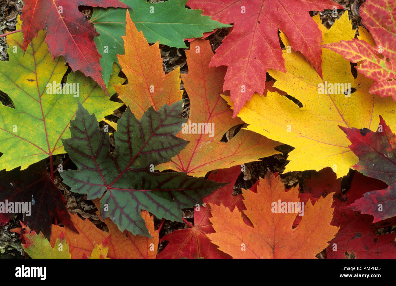 Leaves of new england hi-res stock photography and images - Alamy