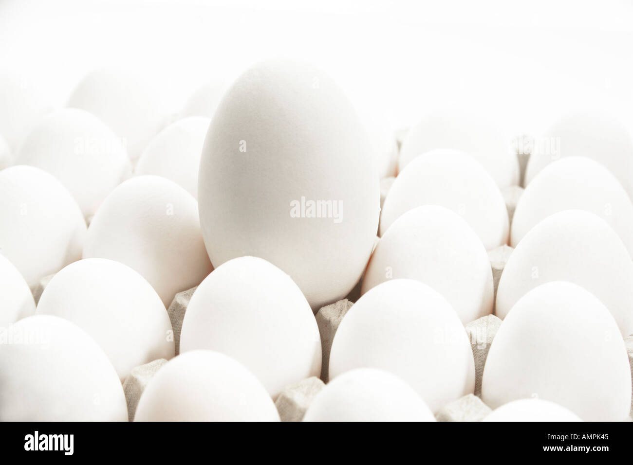 Chicken eggs and a goose egg Stock Photo