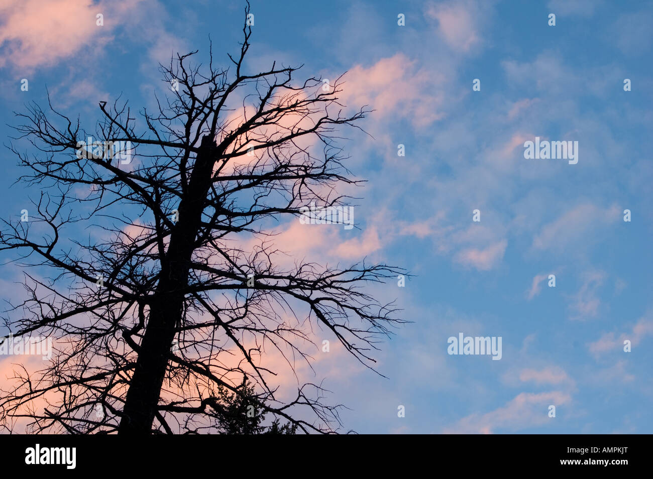 Silhouette of a dead tree against the colorful sunrise clouds Stock ...