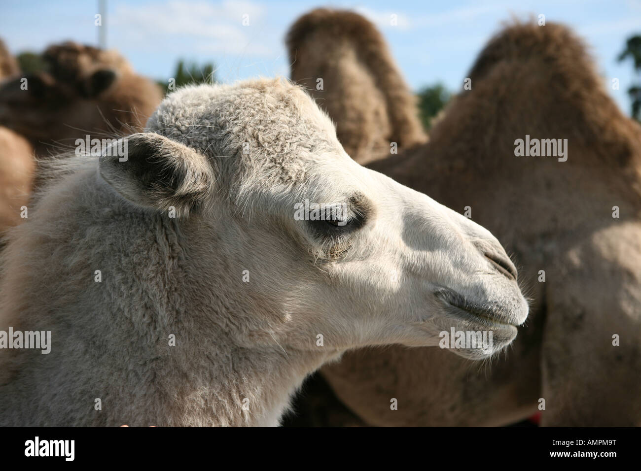 Close up of camels head with others in background in safari park Stock Photo