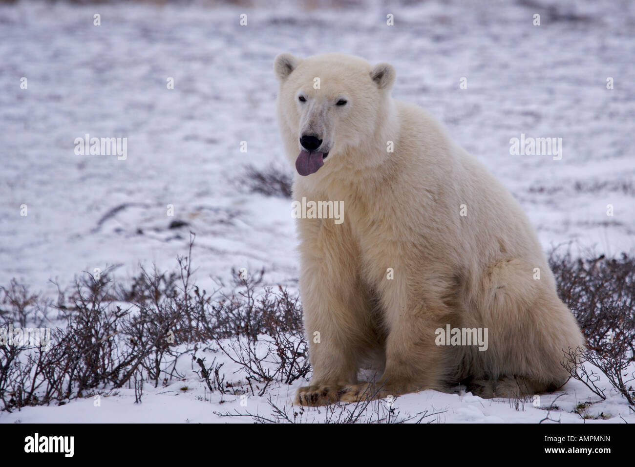 Polar Bear, Ursus maritimus, in the Churchill Wildlife Management Area, Hudson Bay, Churchill, Manitoba, Canada. Stock Photo